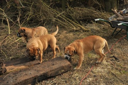 Continental Bulldogs Seeblickbulls Bilderalbum - Hundehilfe im Holz