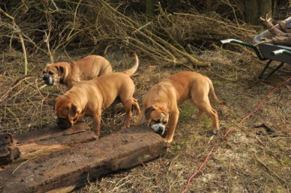 Continental Bulldogs Seeblickbulls Bilderalbum - Hundehilfe im Holz