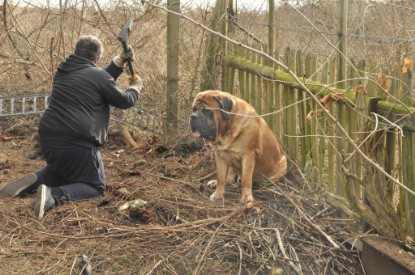 Continental Bulldogs Seeblickbulls Bilderalbum - Hundehilfe im Holz