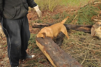 Continental Bulldogs Seeblickbulls Bilderalbum - Hundehilfe im Holz