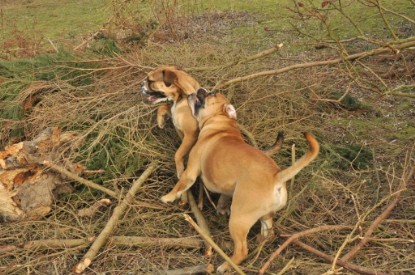 Continental Bulldogs Seeblickbulls Bilderalbum - Hundehilfe im Holz