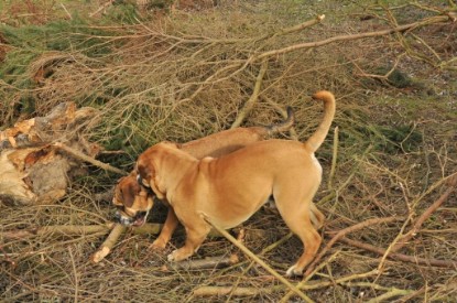 Continental Bulldogs Seeblickbulls Bilderalbum - Hundehilfe im Holz