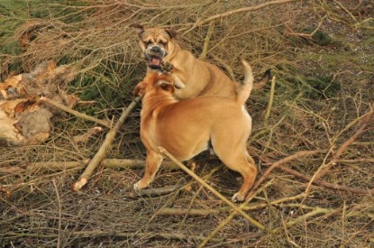 Continental Bulldogs Seeblickbulls Bilderalbum - Hundehilfe im Holz