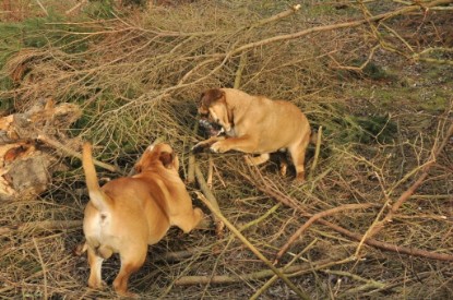 Continental Bulldogs Seeblickbulls Bilderalbum - Hundehilfe im Holz