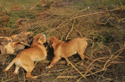 Continental Bulldogs Seeblickbulls Bilderalbum - Hundehilfe im Holz