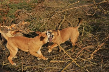 Continental Bulldogs Seeblickbulls Bilderalbum - Hundehilfe im Holz