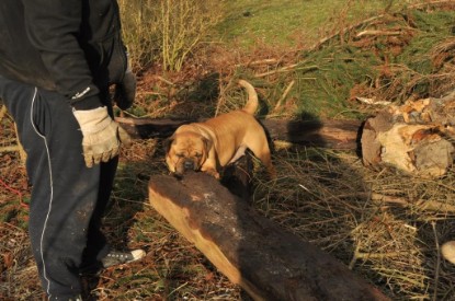 Continental Bulldogs Seeblickbulls Bilderalbum - Hundehilfe im Holz