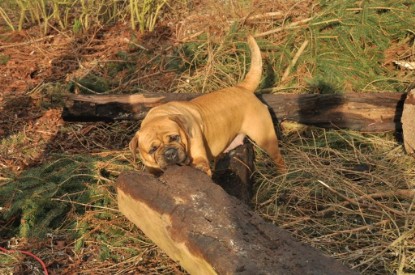 Continental Bulldogs Seeblickbulls Bilderalbum - Hundehilfe im Holz