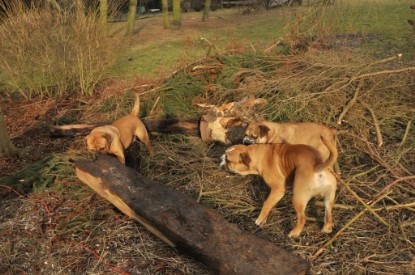 Continental Bulldogs Seeblickbulls Bilderalbum - Hundehilfe im Holz