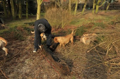 Continental Bulldogs Seeblickbulls Bilderalbum - Hundehilfe im Holz