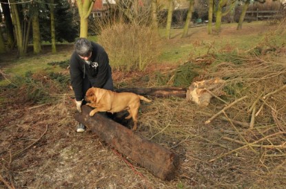 Continental Bulldogs Seeblickbulls Bilderalbum - Hundehilfe im Holz