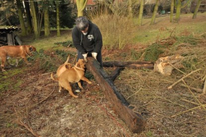 Continental Bulldogs Seeblickbulls Bilderalbum - Hundehilfe im Holz