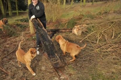 Continental Bulldogs Seeblickbulls Bilderalbum - Hundehilfe im Holz