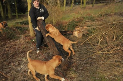 Continental Bulldogs Seeblickbulls Bilderalbum - Hundehilfe im Holz