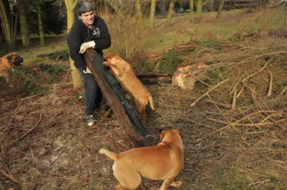 Continental Bulldogs Seeblickbulls Bilderalbum - Hundehilfe im Holz