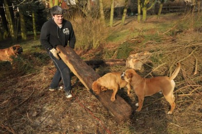 Continental Bulldogs Seeblickbulls Bilderalbum - Hundehilfe im Holz