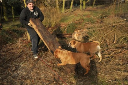 Continental Bulldogs Seeblickbulls Bilderalbum - Hundehilfe im Holz