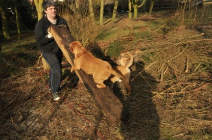 Continental Bulldogs Seeblickbulls Bilderalbum - Hundehilfe im Holz