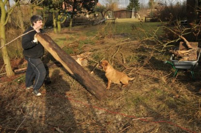 Continental Bulldogs Seeblickbulls Bilderalbum - Hundehilfe im Holz