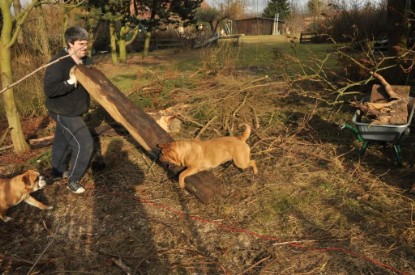 Continental Bulldogs Seeblickbulls Bilderalbum - Hundehilfe im Holz