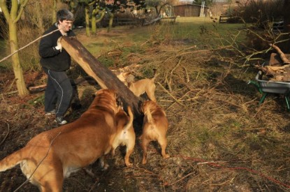 Continental Bulldogs Seeblickbulls Bilderalbum - Hundehilfe im Holz