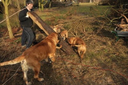 Continental Bulldogs Seeblickbulls Bilderalbum - Hundehilfe im Holz