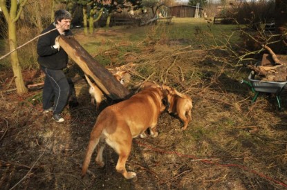 Continental Bulldogs Seeblickbulls Bilderalbum - Hundehilfe im Holz