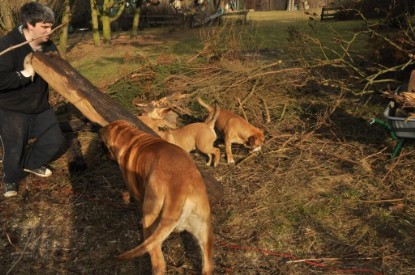 Continental Bulldogs Seeblickbulls Bilderalbum - Hundehilfe im Holz