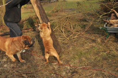 Continental Bulldogs Seeblickbulls Bilderalbum - Hundehilfe im Holz