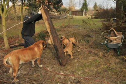 Continental Bulldogs Seeblickbulls Bilderalbum - Hundehilfe im Holz