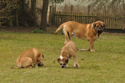 Continental Bulldogs Seeblickbulls Bilderalbum - Theos Holz