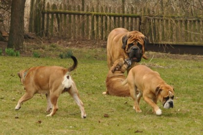 Continental Bulldogs Seeblickbulls Bilderalbum - Theos Holz