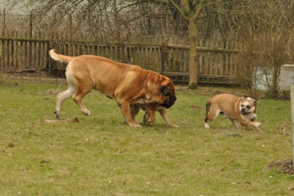 Continental Bulldogs Seeblickbulls Bilderalbum - Theos Holz