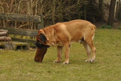 Continental Bulldogs Seeblickbulls Bilderalbum - Theos Holz