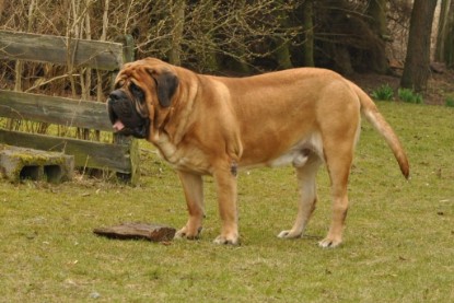 Continental Bulldogs Seeblickbulls Bilderalbum - Theos Holz