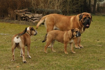 Continental Bulldogs Seeblickbulls Bilderalbum - Theos Holz