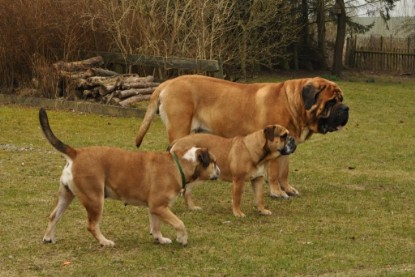 Continental Bulldogs Seeblickbulls Bilderalbum - Theos Holz