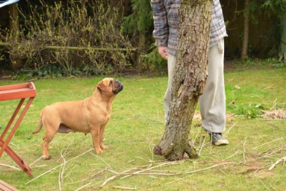 Continental Bulldogs Seeblickbulls Bilderalbum - Paula in action