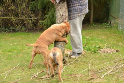 Continental Bulldogs Seeblickbulls Bilderalbum - Paula in action