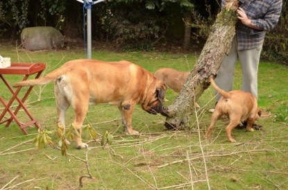 Continental Bulldogs Seeblickbulls Bilderalbum - Paula in action