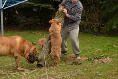 Continental Bulldogs Seeblickbulls Bilderalbum - Paula in action