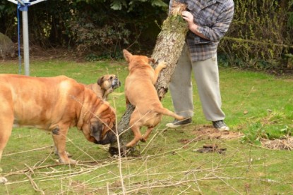 Continental Bulldogs Seeblickbulls Bilderalbum - Paula in action