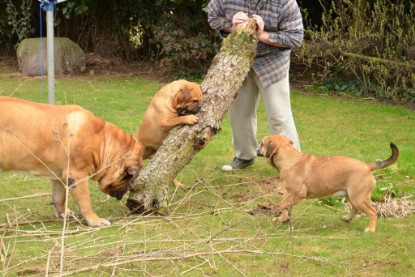 Continental Bulldogs Seeblickbulls Bilderalbum - Paula in action