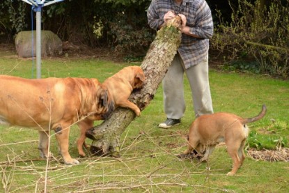 Continental Bulldogs Seeblickbulls Bilderalbum - Paula in action