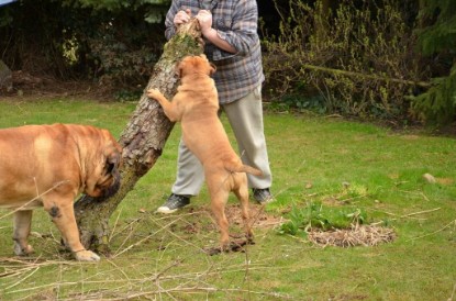 Continental Bulldogs Seeblickbulls Bilderalbum - Paula in action