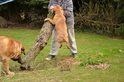 Continental Bulldogs Seeblickbulls Bilderalbum - Paula in action