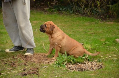 Continental Bulldogs Seeblickbulls Bilderalbum - Paula in action