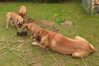 Continental Bulldogs Seeblickbulls Bilderalbum - Paula in action