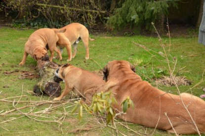 Continental Bulldogs Seeblickbulls Bilderalbum - Paula in action