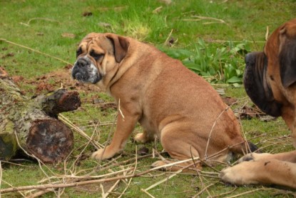 Continental Bulldogs Seeblickbulls Bilderalbum - Paula in action